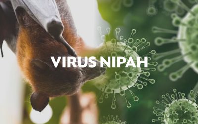 Virus Nipah : Mengenal Sejarah, Penularan, dan Risiko di Indonesia