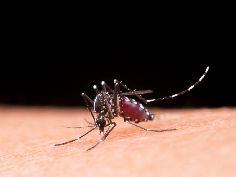 Waspada, Nyamuk Malaria Adalah Pembawa Parasit yang Mematikan