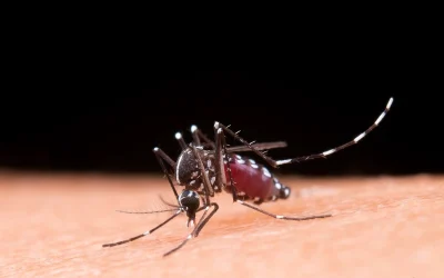Waspada Demam Berdarah Terus Melonjak. Begini Cara Menanganinya